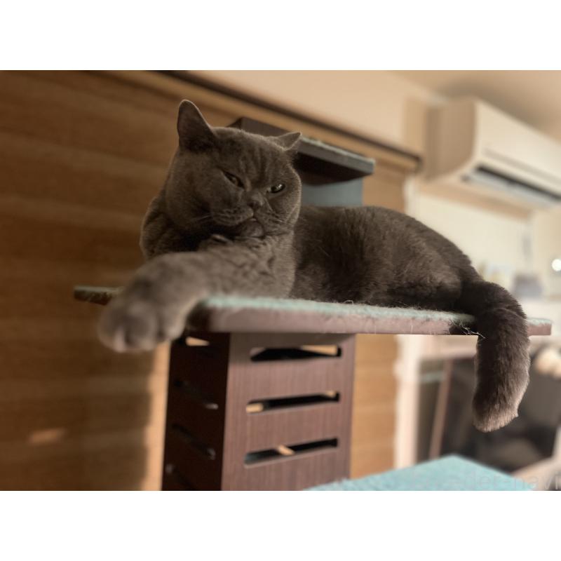 販売中の埼玉県のブリティッシュショートヘア-130378の9枚目