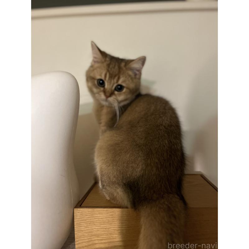 販売中の埼玉県のブリティッシュショートヘア-130378の8枚目