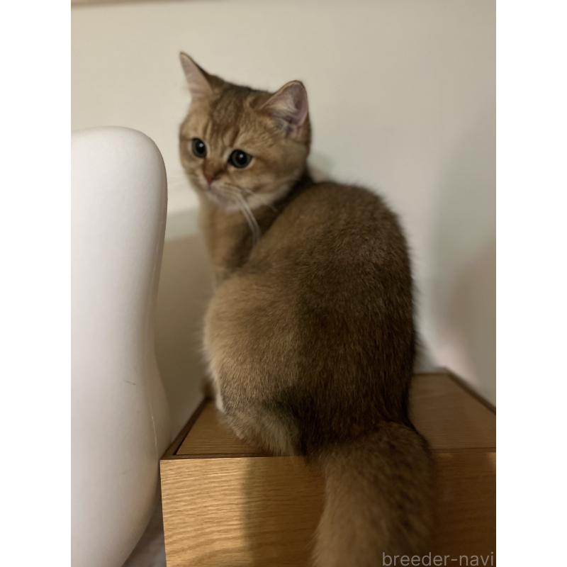 販売中の埼玉県のブリティッシュショートヘア-130378の7枚目