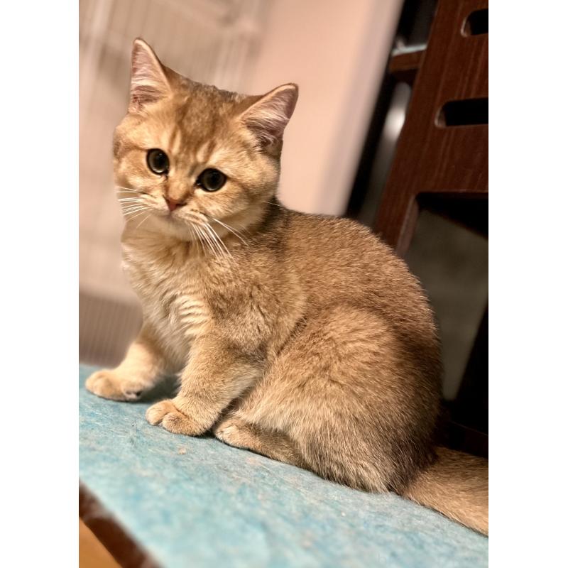 販売中の埼玉県のブリティッシュショートヘア-130378の6枚目