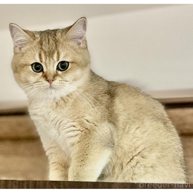 販売中の埼玉県のブリティッシュショートヘア-130378の5枚目