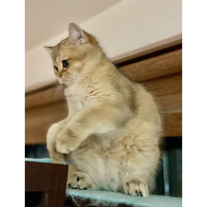 販売中の埼玉県のブリティッシュショートヘア-130378の4枚目