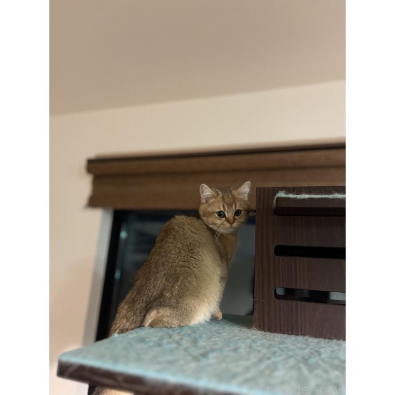 販売中の埼玉県のブリティッシュショートヘア-130378の3枚目