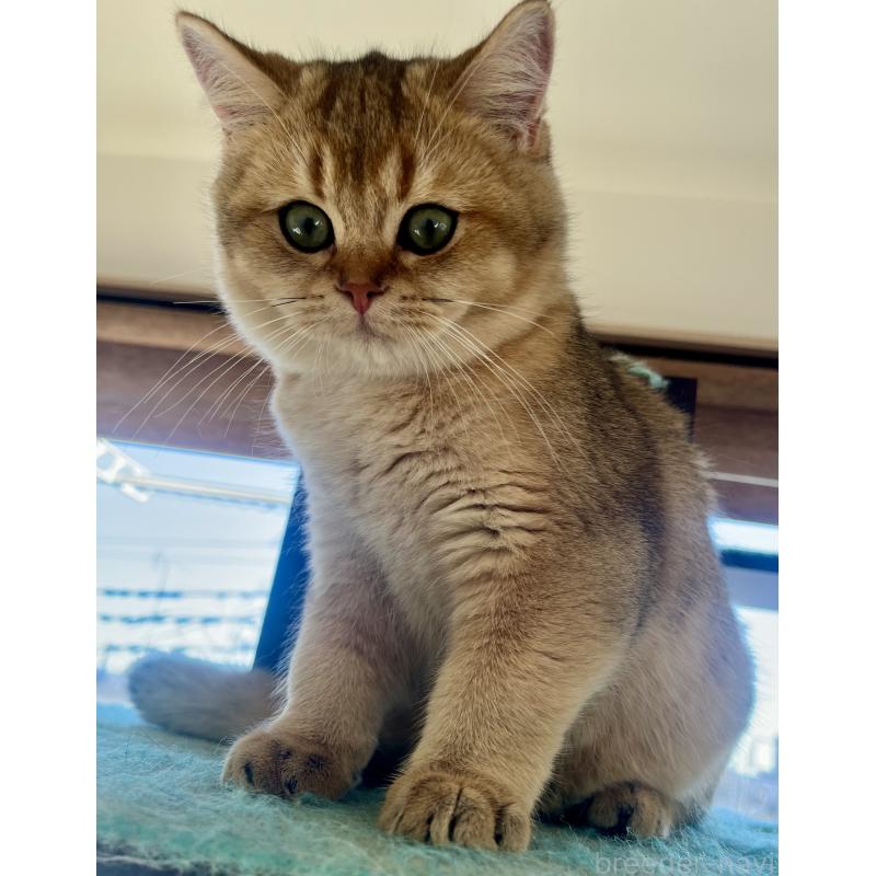 販売中の埼玉県のブリティッシュショートヘア-130378の2枚目