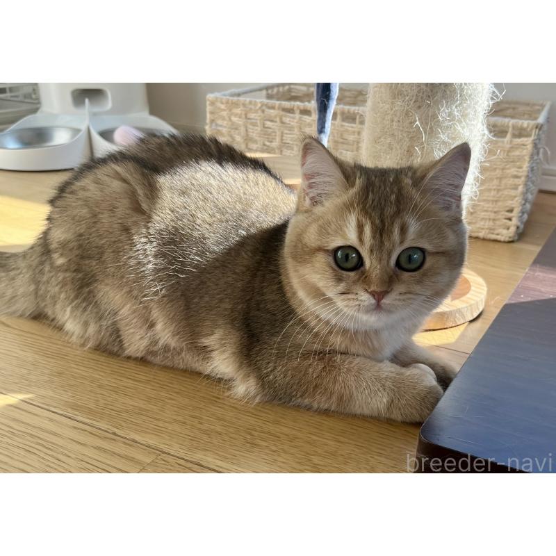 販売中の埼玉県のブリティッシュショートヘア-130379の2枚目