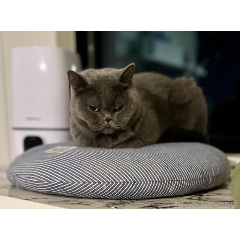 成約済の埼玉県のブリティッシュショートヘア-119377の4枚目