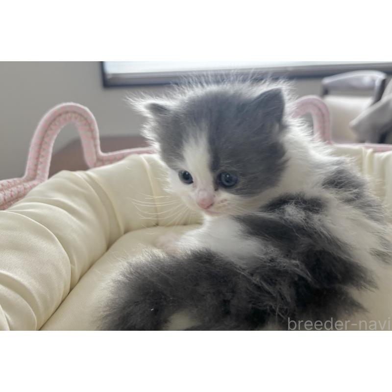 成約済の福岡県のマンチカン-135651の4枚目