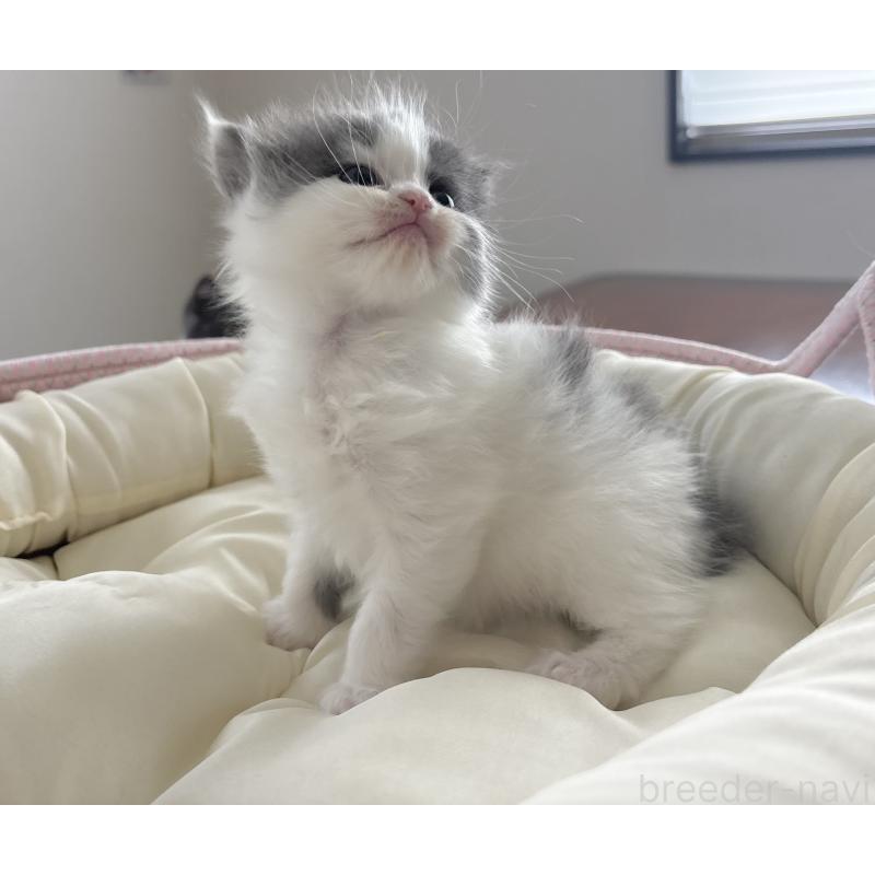 成約済の福岡県のマンチカン-135651の3枚目