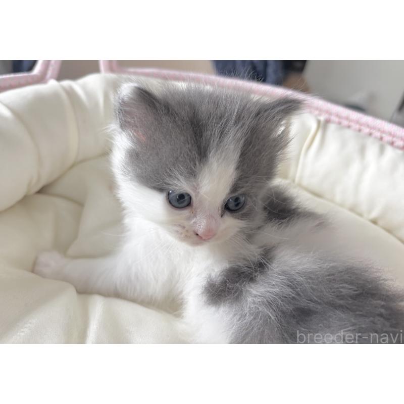 成約済の福岡県のマンチカン-135651の2枚目