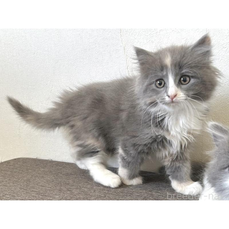 販売中の千葉県のラガマフィン-133932の15枚目