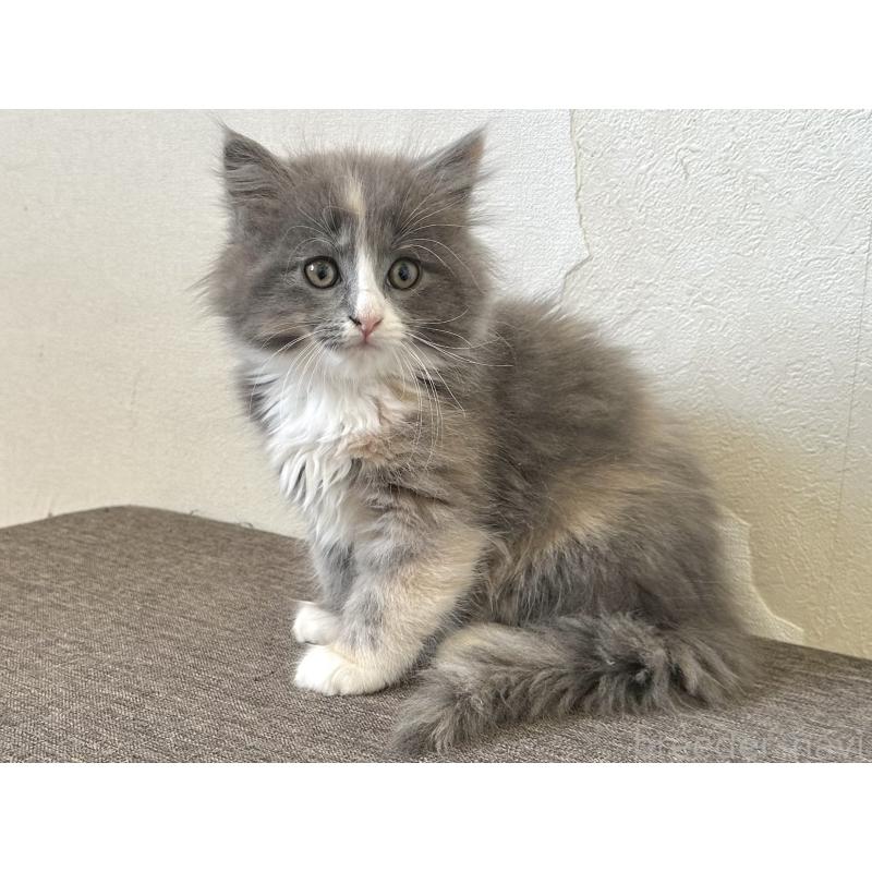 販売中の千葉県のラガマフィン-133932の14枚目