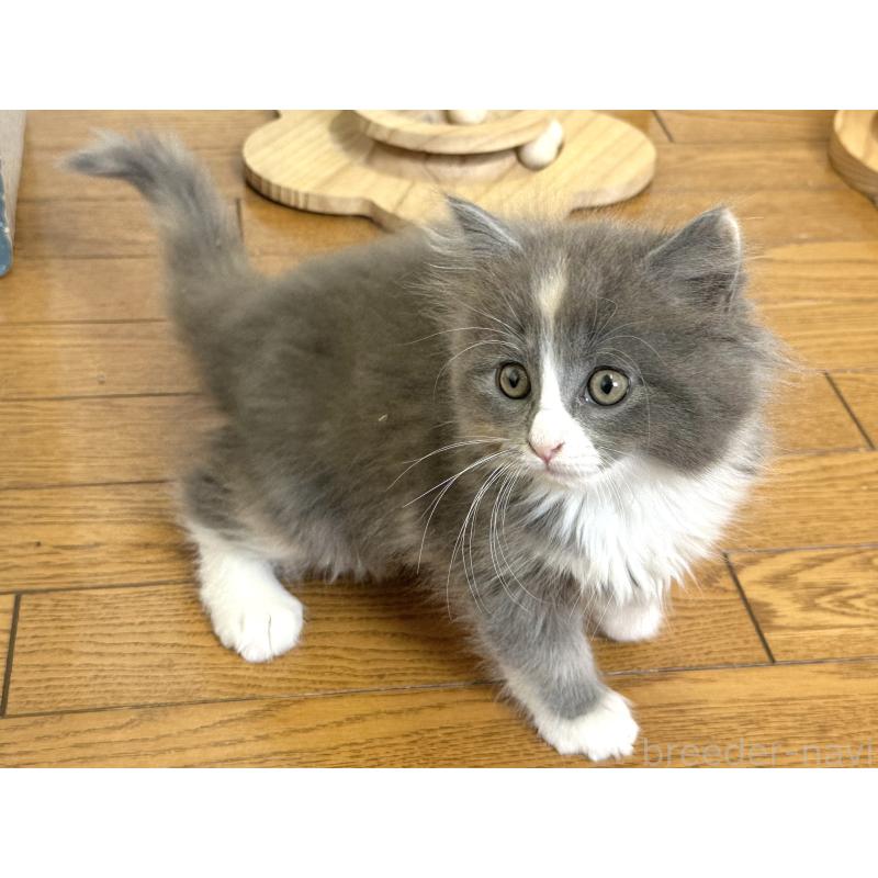 販売中の千葉県のラガマフィン-133932の13枚目