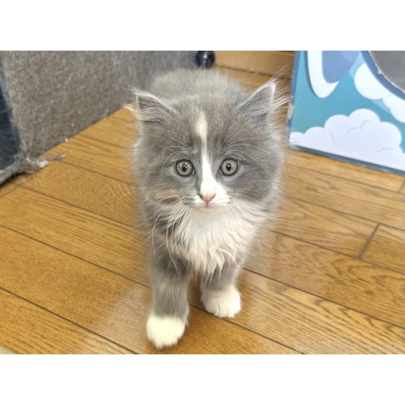 販売中の千葉県のラガマフィン-133932の12枚目