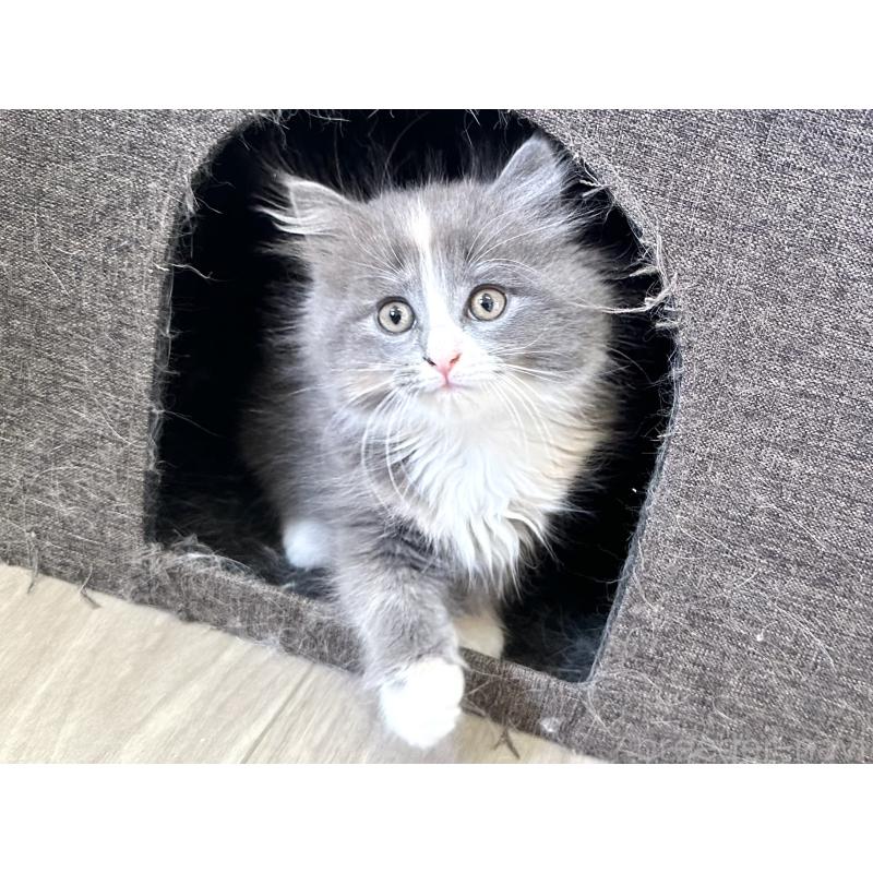 販売中の千葉県のラガマフィン-133932の10枚目