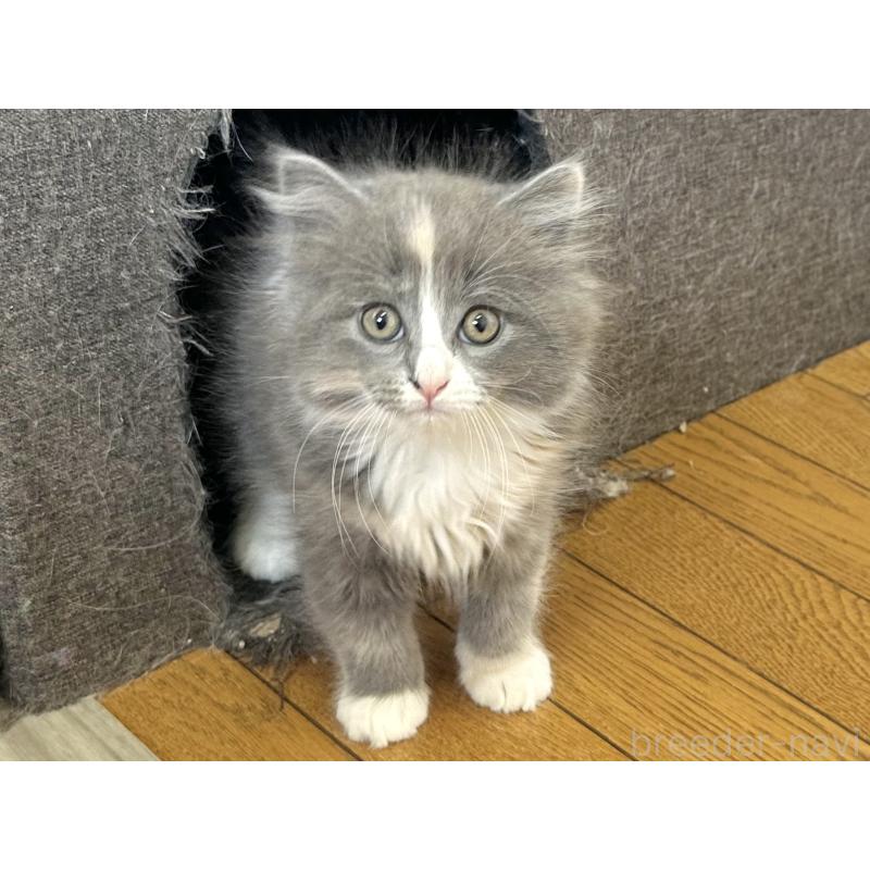 販売中の千葉県のラガマフィン-133932の9枚目