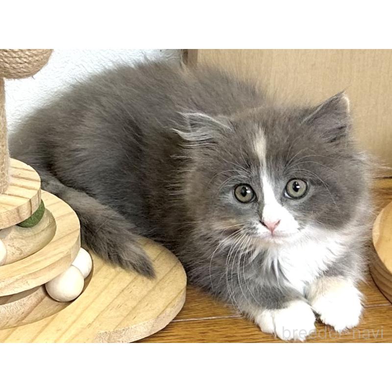 販売中の千葉県のラガマフィン-133932の7枚目