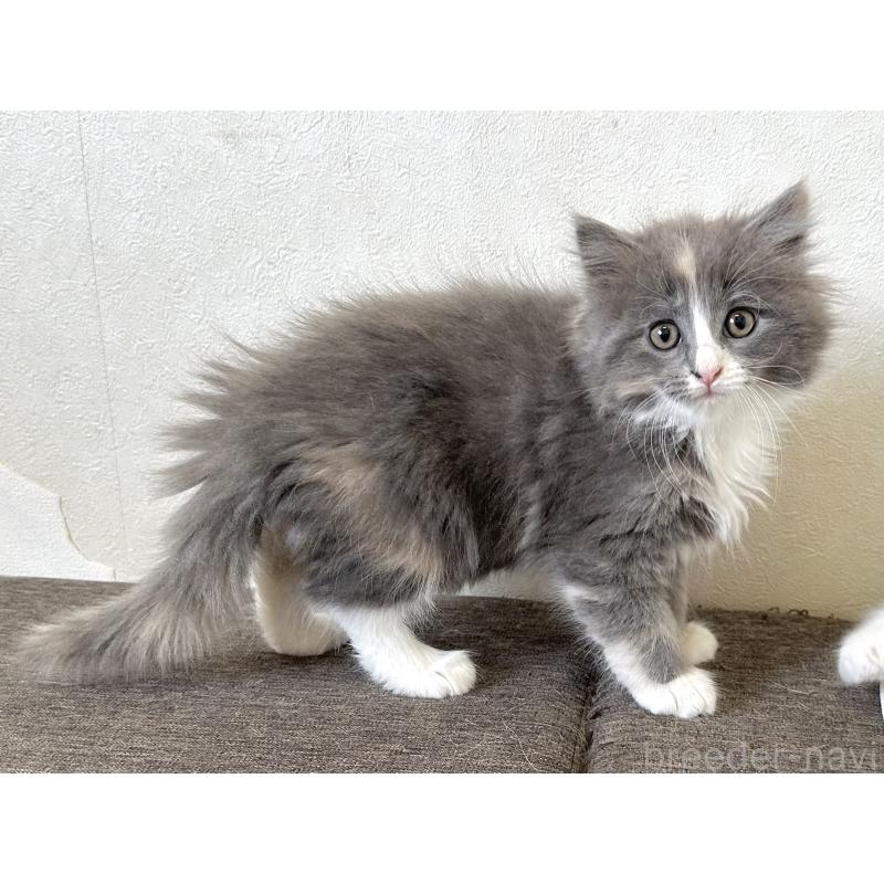 販売中の千葉県のラガマフィン-133932の6枚目