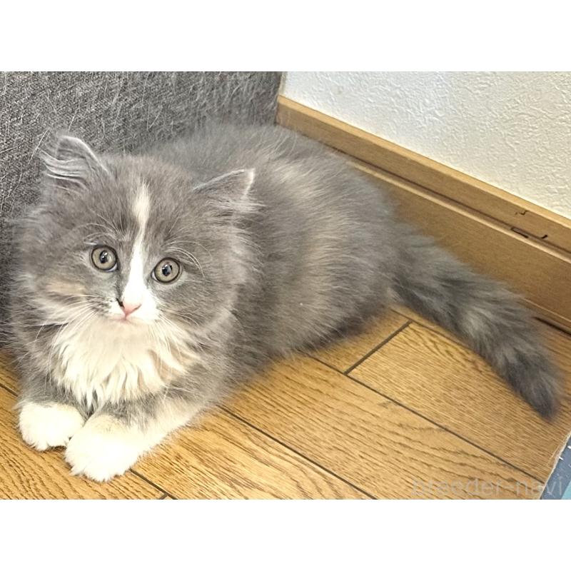 販売中の千葉県のラガマフィン-133932の5枚目