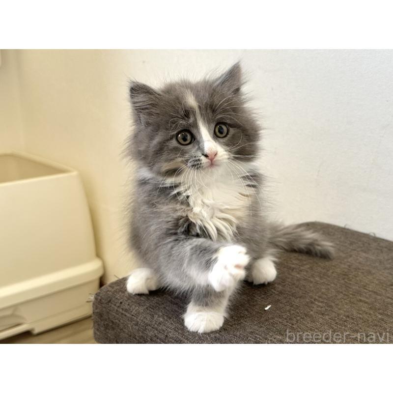 販売中の千葉県のラガマフィン-133932の4枚目