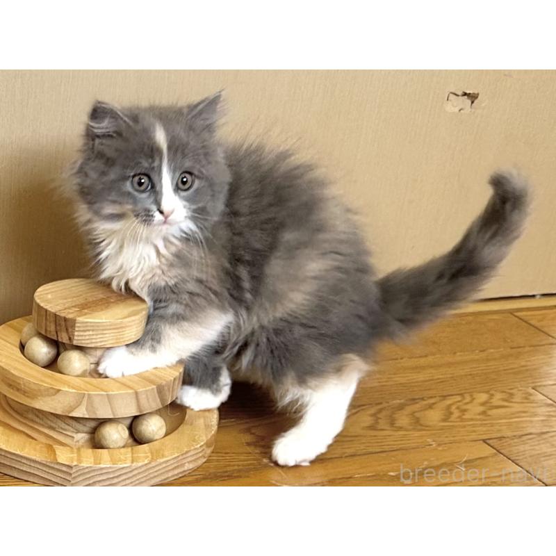 販売中の千葉県のラガマフィン-133932の3枚目