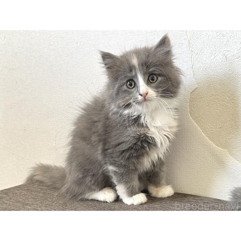 販売中の千葉県のラガマフィン-133932の2枚目