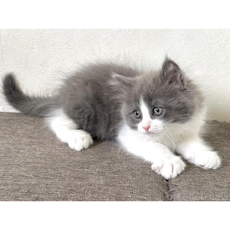 販売中の千葉県のラガマフィン-133930の15枚目