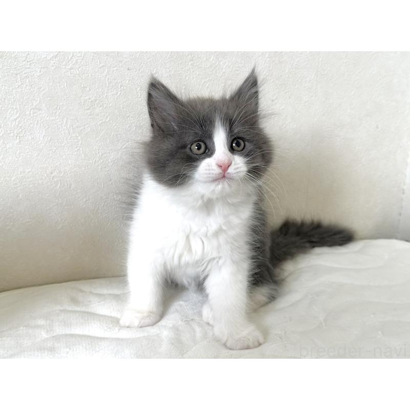 販売中の千葉県のラガマフィン-133930の14枚目