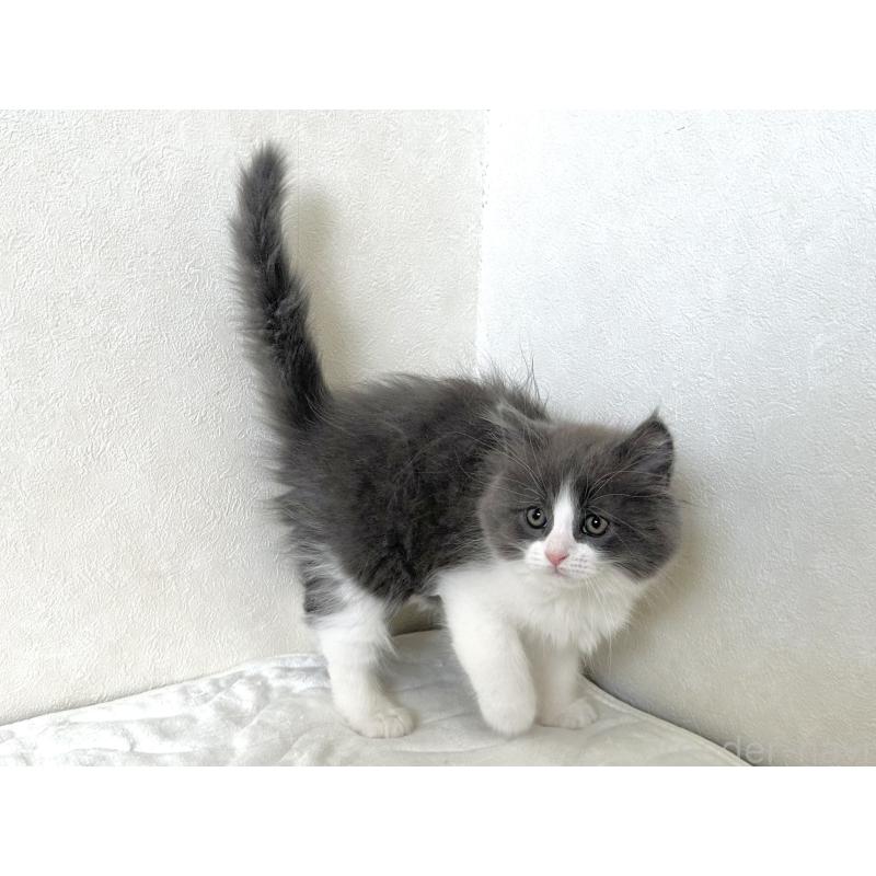 販売中の千葉県のラガマフィン-133930の13枚目