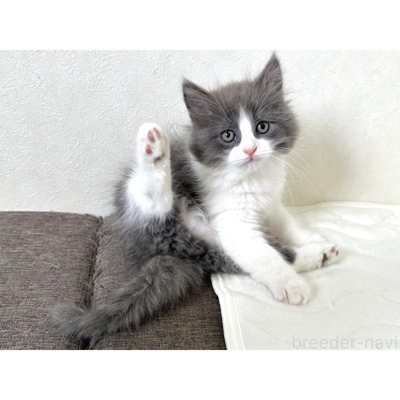 販売中の千葉県のラガマフィン-133930の12枚目