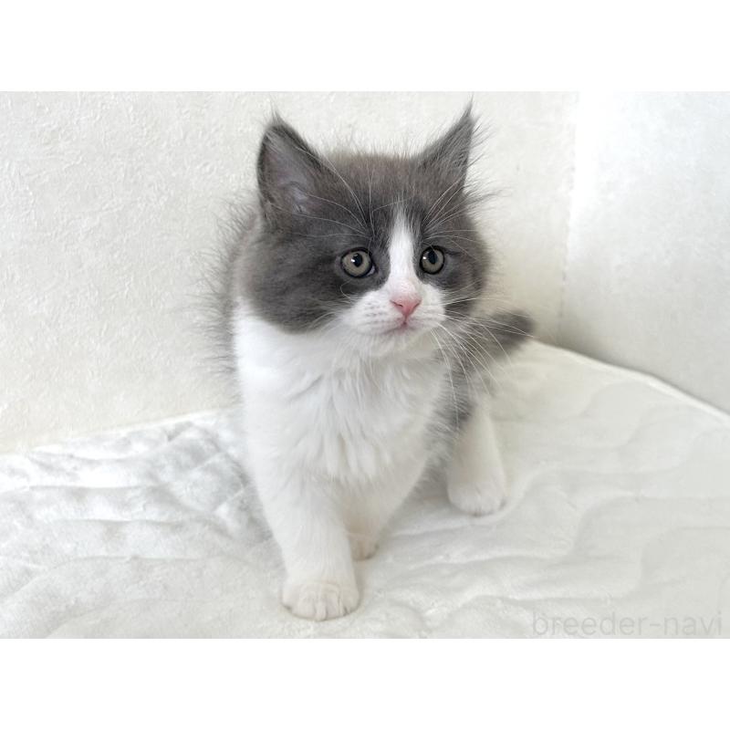 販売中の千葉県のラガマフィン-133930の11枚目