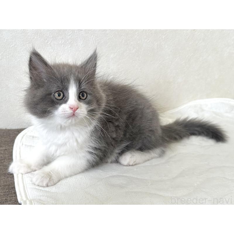 販売中の千葉県のラガマフィン-133930の10枚目