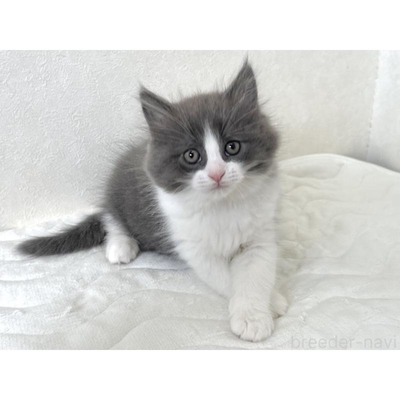 販売中の千葉県のラガマフィン-133930の9枚目