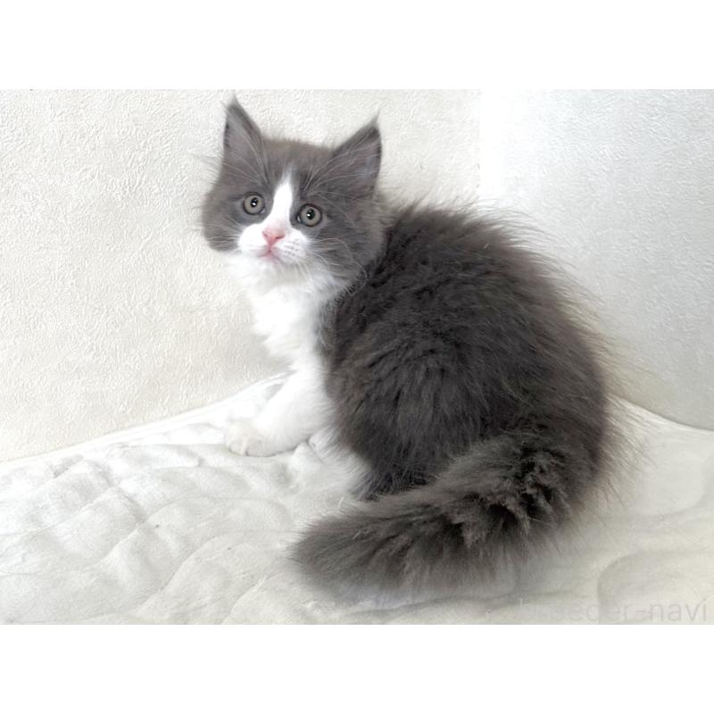 販売中の千葉県のラガマフィン-133930の8枚目