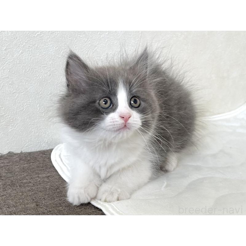 販売中の千葉県のラガマフィン-133930の7枚目