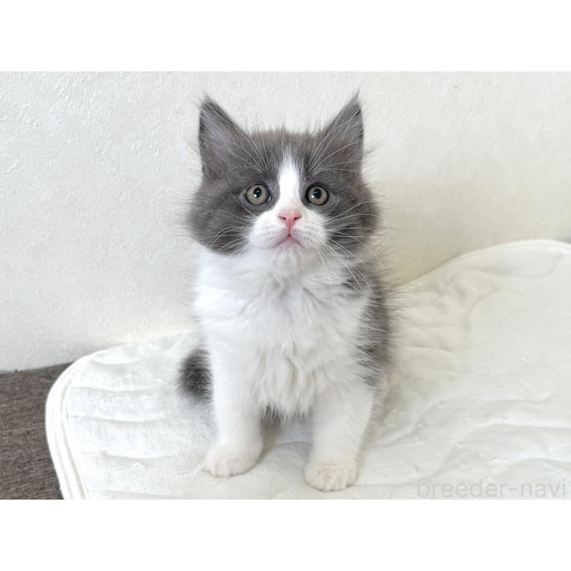 販売中の千葉県のラガマフィン-133930の2枚目