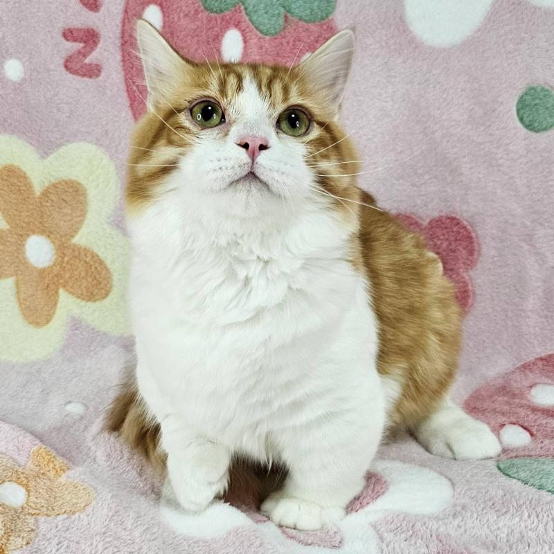 販売中の東京都のマンチカン(短足)-133166