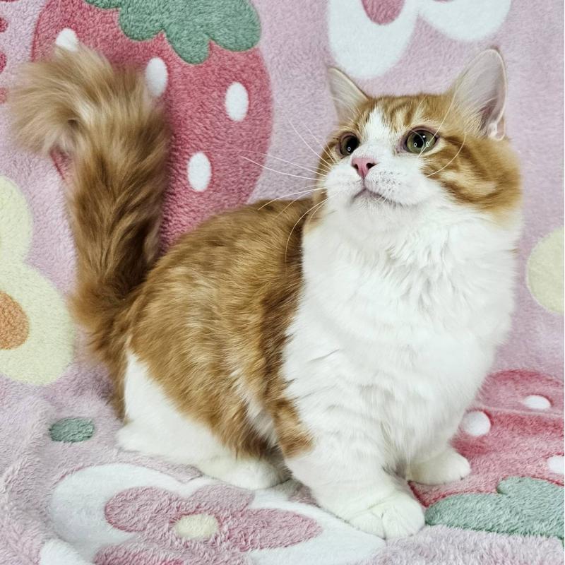 販売中の東京都のマンチカン(短足)-133166の6枚目