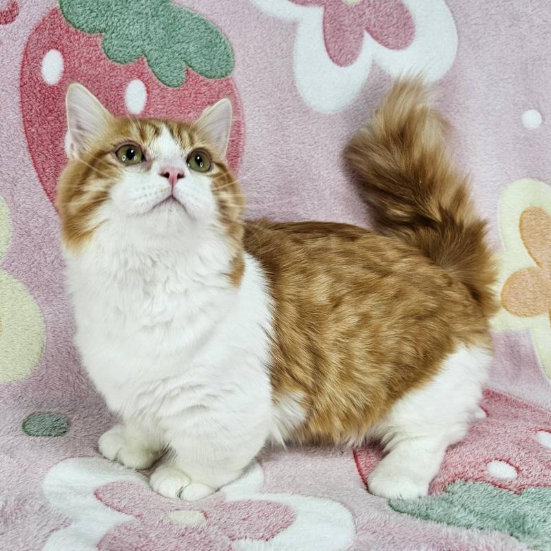 販売中の東京都のマンチカン(短足)-133166の5枚目