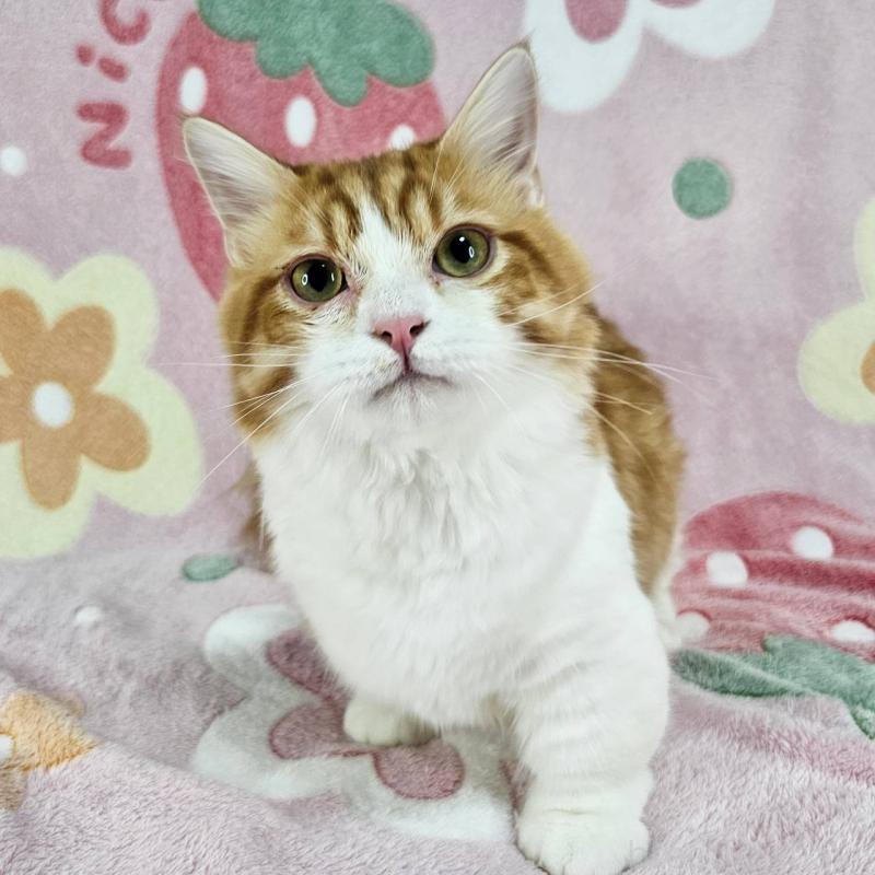 販売中の東京都のマンチカン(短足)-133166の4枚目