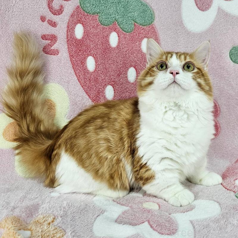 販売中の東京都のマンチカン(短足)-133166の3枚目