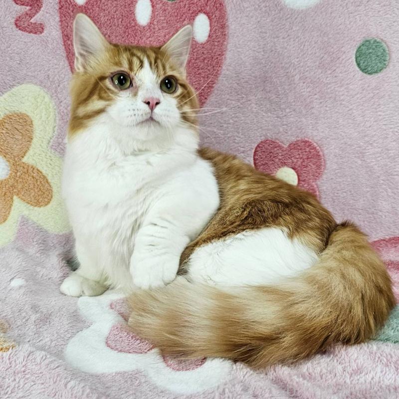 販売中の東京都のマンチカン(短足)-133166の2枚目