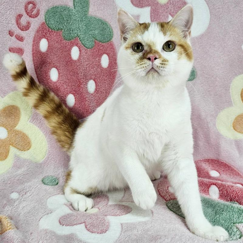 販売中の東京都のマンチカン-133165の5枚目