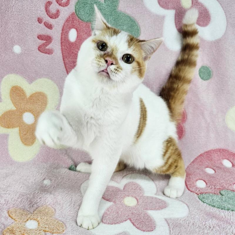 販売中の東京都のマンチカン-133165の4枚目