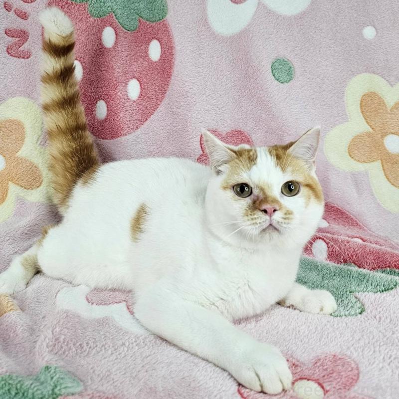 販売中の東京都のマンチカン-133165の3枚目