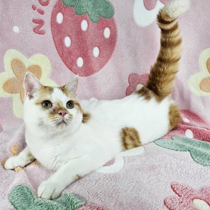 販売中の東京都のマンチカン-133165の2枚目