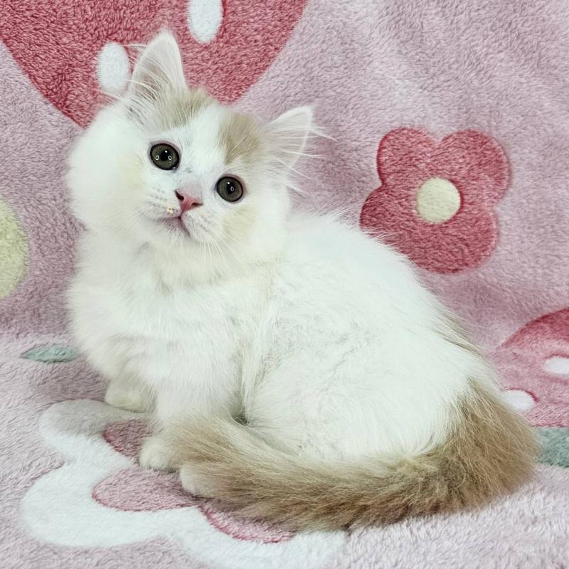 成約済の千葉県のマンチカン(短足)-135030の6枚目