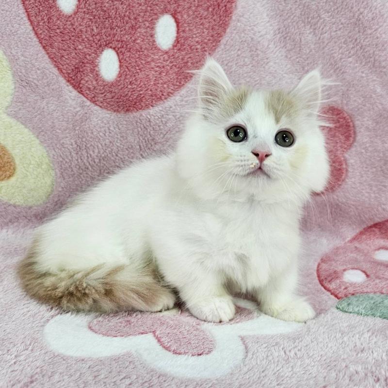 成約済の千葉県のマンチカン(短足)-135030の5枚目