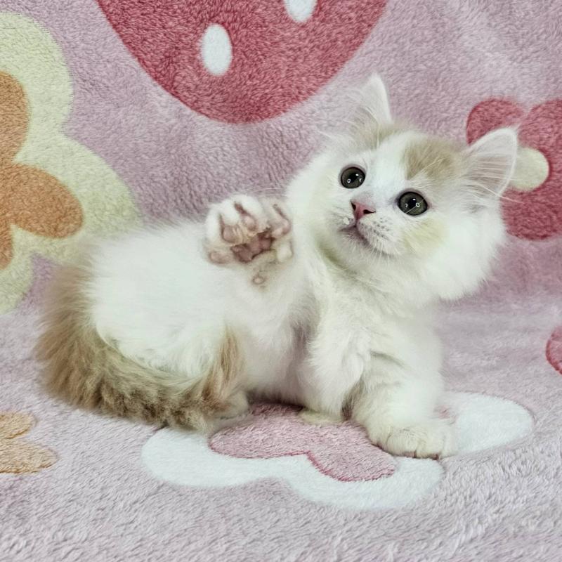 販売中の千葉県のマンチカン(短足)-135030