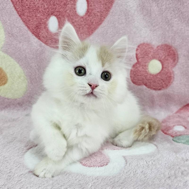 成約済の千葉県のマンチカン(短足)-135030の3枚目