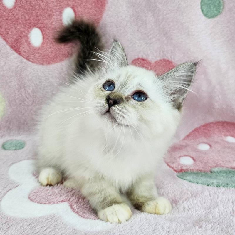 成約済の千葉県のバーマン-133198の6枚目